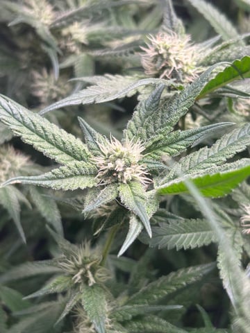 2nd Run — flower, day 115