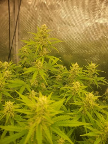 1st grow — flower, day 57