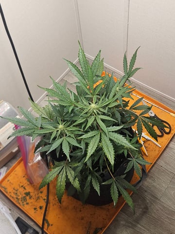 Mango Runtz — vegetative, day 54