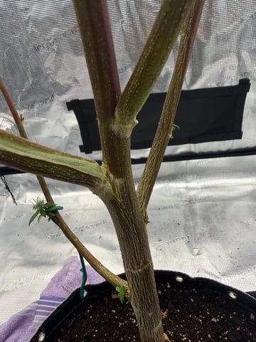  Apple fritter  Clones round two — flower, day 203
