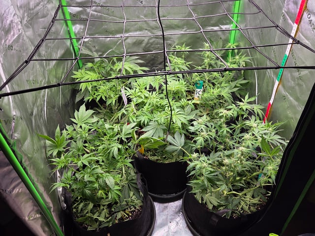 Special Queen 1 Fem+ Watermelon Auto — flower, day 47