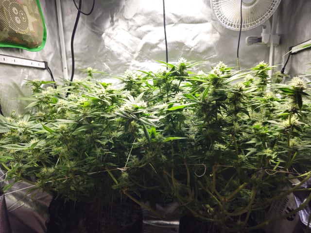 Kushberry Moonrocks — flower, day 78