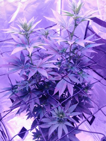 CountryG  — flower, day 102