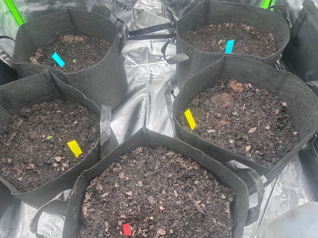 runts — seedling_rooting, day 1