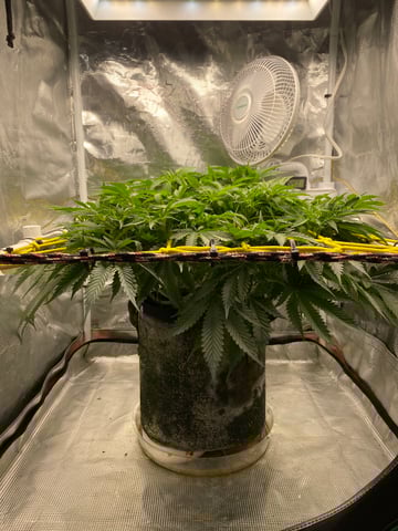 blackberry marshmallows  — flower, day 68