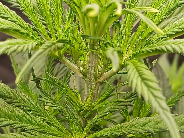 2nd Grow 2026  — vegetative, day 37