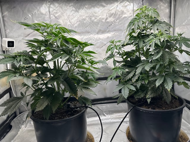 White Russian — vegetative, day 37