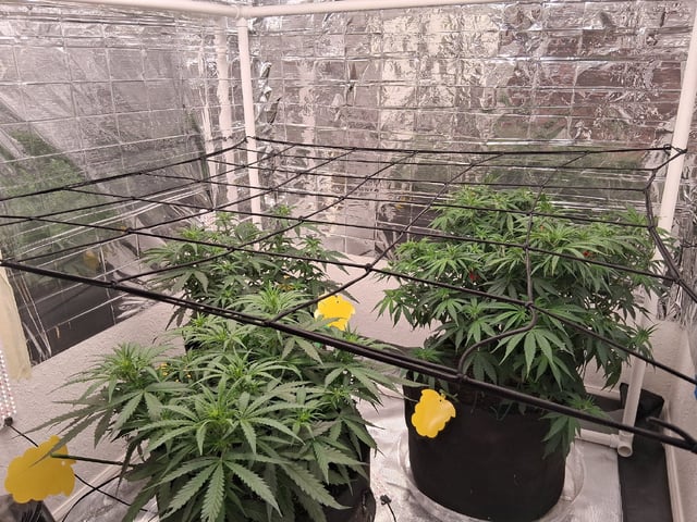 Seedman mix auto & seedman mix auto & GodFather OG — auto, day 53