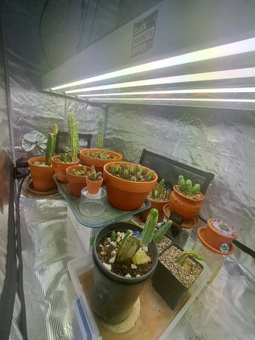 Bucket List Grow #2 — vegetative, day 62