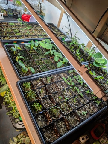 See what grows — vegetative, day 383