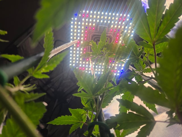 Looking for advice! — vegetative, day 39