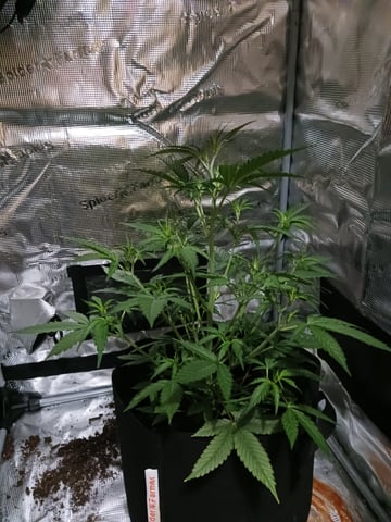 black gorilla feminized  — vegetative, day 10