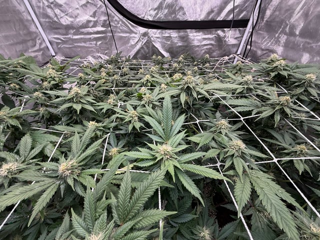 Green Gelato — flower, day 80