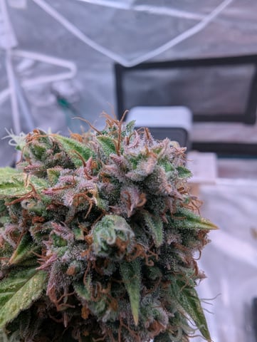 Strawberry Banana — flower, day 115