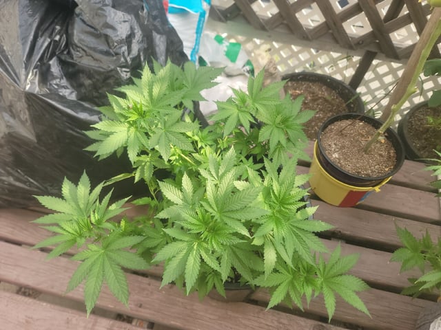 Ghetto Growing — flower, day 31