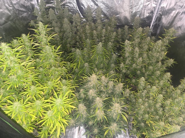 2nd Autoflower Indoor Grow — flower, day 78