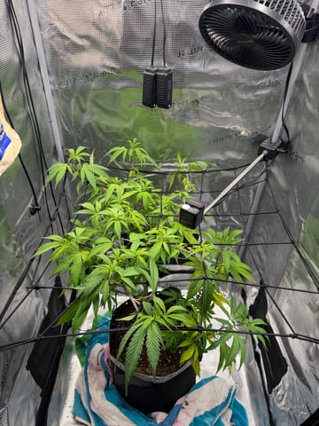  Apple fritter  Clones round two — vegetative, day 132
