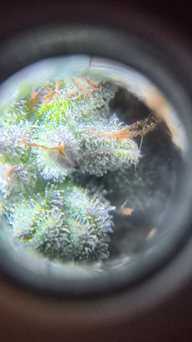 skittlez Autoflower  — harvest, day 16