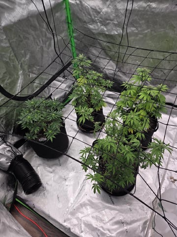 Summer 2026 Grow — flower, day 33