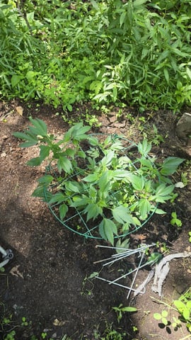 My First Grow — vegetative, day 3