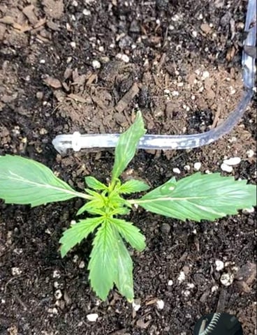 Bruce Banner (Auto) — vegetative, day 8