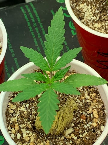 Six  — vegetative, day 19