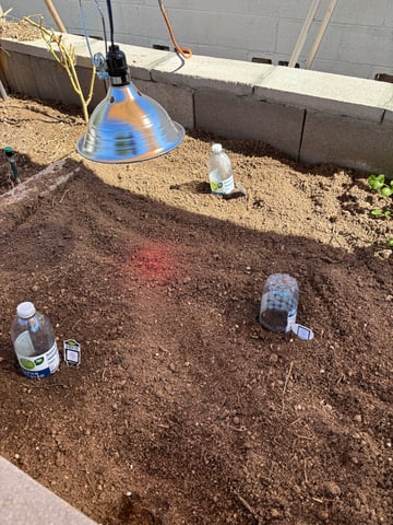 3 seeds  — seedling_rooting, day 4