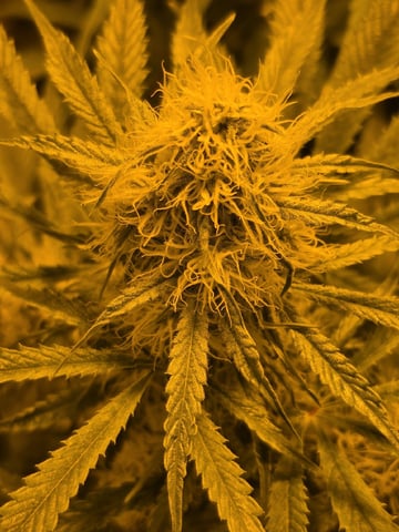 Autos AGAIN — flower, day 57