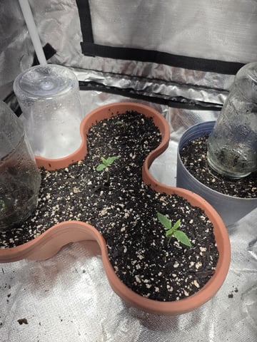 Blueberry Creamcheese — seedling_rooting, day 1