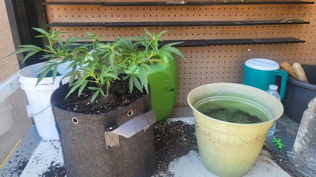 Poison Rainbows — vegetative, day 79