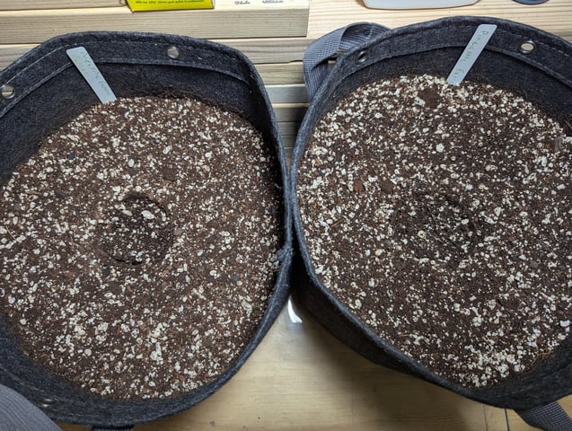Pineapple Express Auto  — germination, day 1