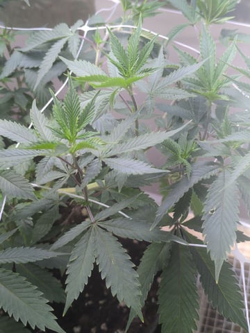 Audrey III — vegetative, day 88