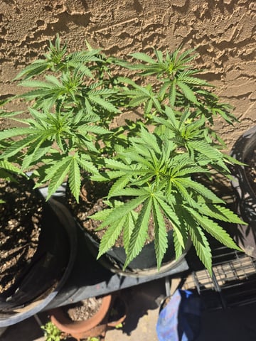 Pineapple pomegranate  — vegetative, day 45