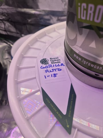 Kalini Asia Auto  — vegetative, day 2