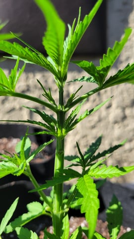 purple Kush, and Extra Large Kush — vegetative, day 20