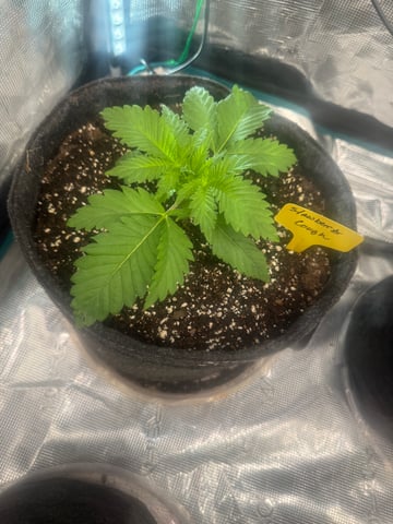  strawberry cough — vegetative, day 4