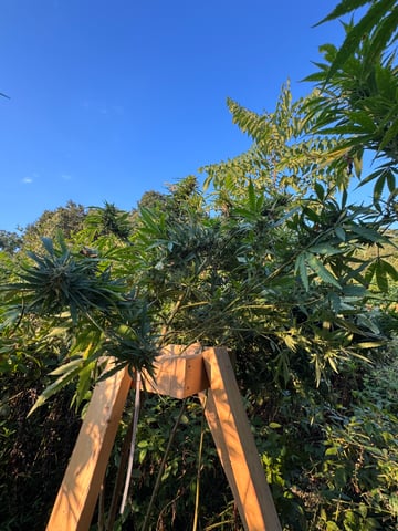 First grow — flower, day 56