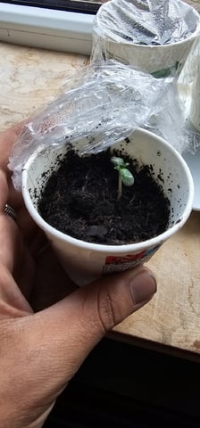 Purple Haze Autoflower — seedling_rooting, day 6