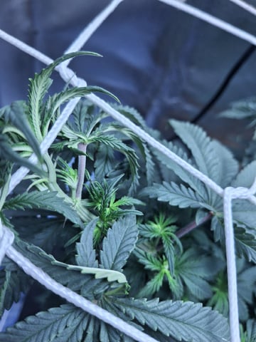 1st Grow - ROYAL MOBY (indoor)(photop.) — vegetative, day 78