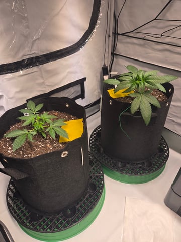 2nd Grow 3x5 tent — vegetative, day 20