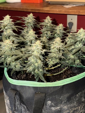 Indoor & Outdoor Grow 6 — flower, day 69