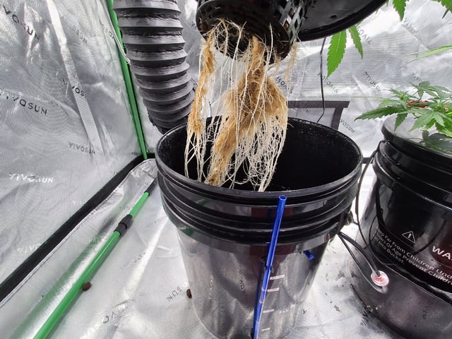 STELLA — vegetative, day 59