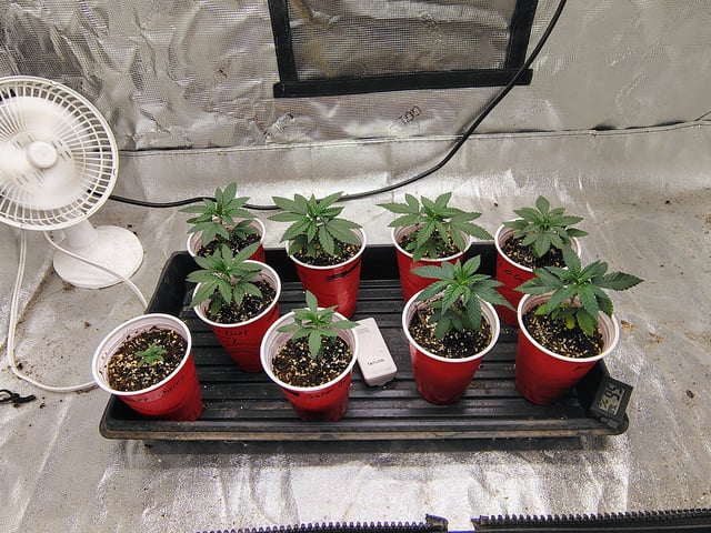 garage set up — vegetative, day 32