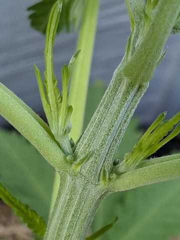 outdoor — seedling_rooting, day 46