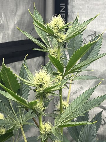 The Bling  — flower, day 98