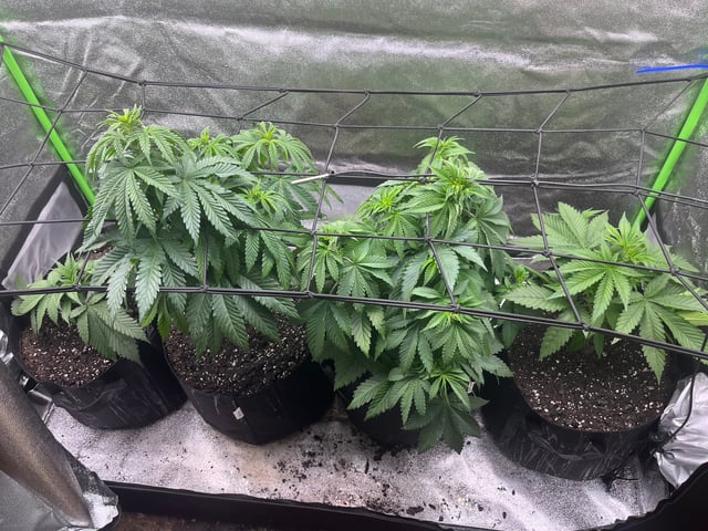 My First Four — vegetative, day 49