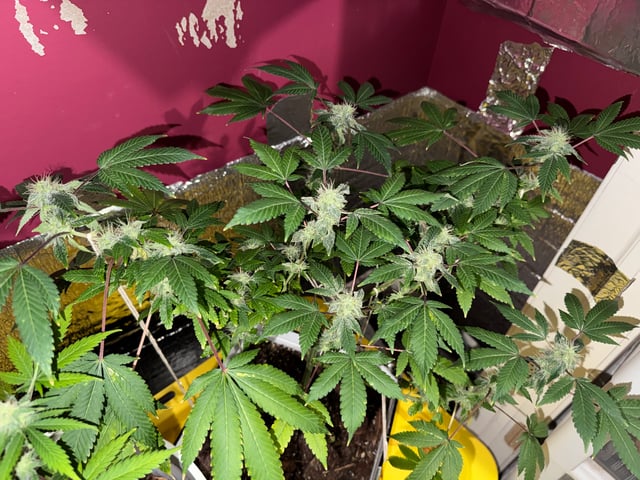 OG Kush — flower, day 109