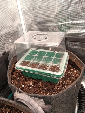 HP CC — germination, day 1