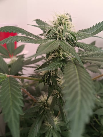 S&D  First Grow — flower, day 67