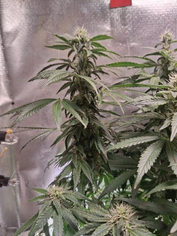 1st Grow - ROYAL MOBY (indoor)(photop.) — flower, day 139